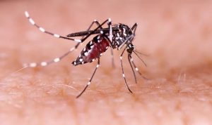 Kasus DBD Meningkat, Bupati Ciamis Keluarkan SE Kesiapsiagaan Antisipasi Wabah DBD dan Chikungunya