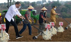 Presiden Jokowi Berharap Kebutuhan Jagung Nasional Dapat Tercukupi