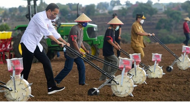 Presiden Jokowi Berharap Kebutuhan Jagung Nasional Dapat Tercukupi