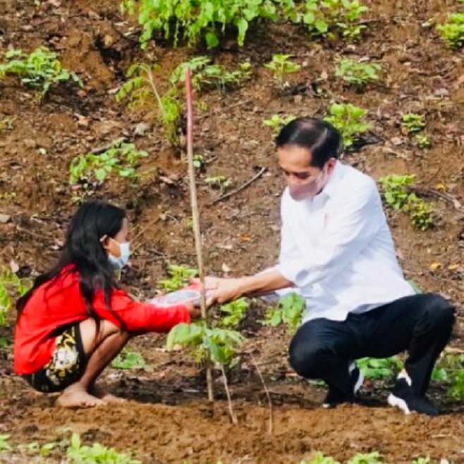 Hari Ini, Presiden Jokowi Tanam Pohon Bersama Masyarakat