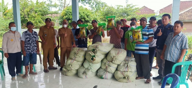 emkab OKI Bantu Benih Padi Lahan Terdampak Banjir di Lempuing Jaya