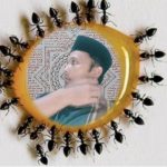 Antara Semut dan Rejeki