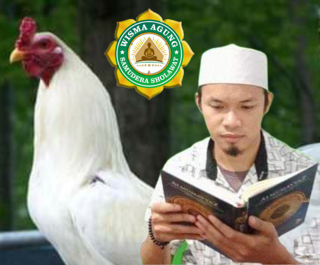 Inilah Khasiat Ayam Jago Berbulu Putih