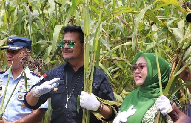 Menteri Pertanian Hadiri Panen Sorgum di Desa Carangrejo Kab.Jombang