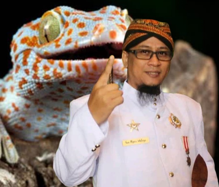 Bunyi Tokek Menurut Primbon Jawa, Boleh Percaya dan Boleh Tidak….!!!