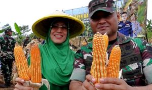 Bios - 44 Antarkan Kodim 0613/ Ciamis Sukses Panen Raya Jagung di Lahan Ketahanan Pangan