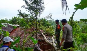 Pohon Tumbang Timpa Gudang Tikar, Bhabinkamtibmas Kelurahan Margabakti Gotong Royong Bersama Babinsa dan BPBD