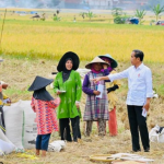 Presiden Jokowi Hampiri Petani yang Sedang Panen, Cek Langsung Harga Gabah