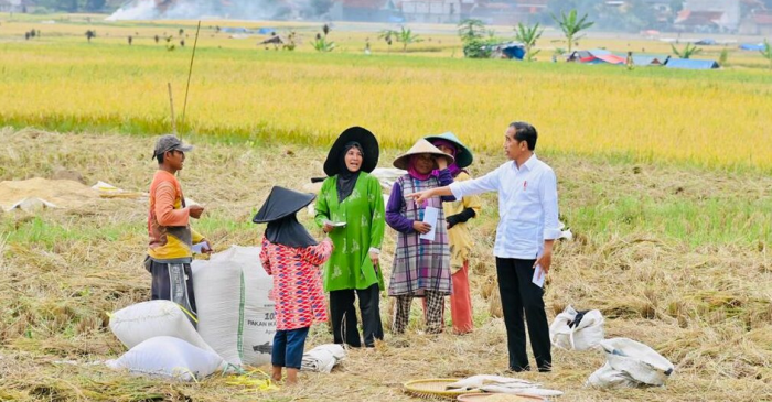 Presiden Jokowi Hampiri Petani yang Sedang Panen, Cek Langsung Harga Gabah