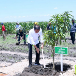 Presiden Jokowi Tanam Pohon Mangga bersama Para Petani