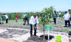 1a Presiden Jokowi Tanam Pohon Mangga bersama Para Petani