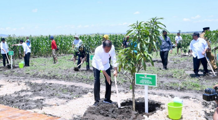 Presiden Jokowi Tanam Pohon Mangga bersama Para Petani