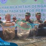 Panen Ikan Nila Hitam Dengan Aplikasi Bios 44 di Komplek Industri Perikanan PT. Indohatchery Bangun Insan Sejahtera (PT.IBIS)