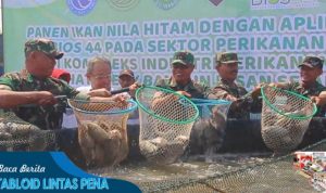 Panen Ikan Nila Hitam Dengan Aplikasi Bios 44 di Komplek Industri Perikanan PT. Indohatchery Bangun Insan Sejahtera (PT.IBIS)