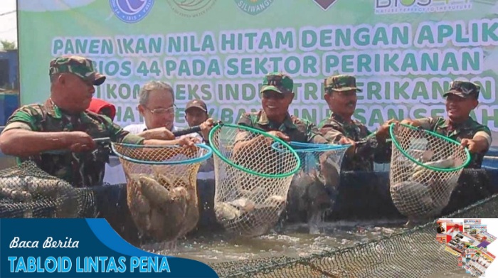 Panen Ikan Nila Hitam Dengan Aplikasi Bios 44 di Komplek Industri Perikanan PT. Indohatchery Bangun Insan Sejahtera (PT.IBIS)