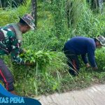 Kenang Nostalgia Indah di Kampung, Satgas TMMD Reg Ke-116, Kodim 1203/Ktp Bantu Warga Cari Pakan Ternak.