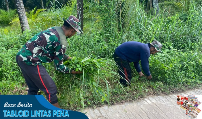 Kenang Nostalgia Indah di Kampung, Satgas TMMD Reg Ke-116, Kodim 1203/Ktp Bantu Warga Cari Pakan Ternak.