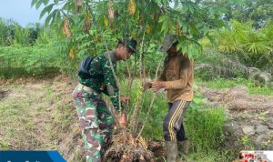 Praka Bagus Romadhon, Satgas TMMD Reg Ke-116, Kodim 1203/Ktp Bantu Warga Panen Singkong.