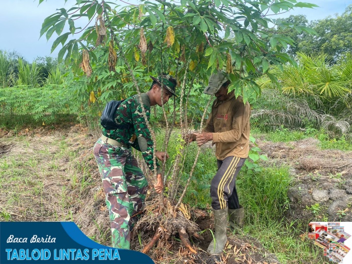 Praka Bagus Romadhon, Satgas TMMD Reg Ke-116, Kodim 1203/Ktp Bantu Warga Panen Singkong.