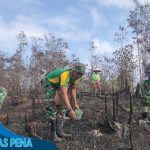 Nugal Tradisi Unik Menanam Padi di Kalimantan Barat!! Satgas Pamtas Ri - Malaysia Yonarmed 10/ Bradjamusti Bantu Warga Tanam Padi di Perbatasan