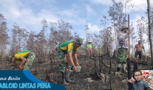 WhatsApp Image 2023-09-05 at 19.49.58 Nugal Tradisi Unik Menanam Padi di Kalimantan Barat!! Satgas Pamtas Ri - Malaysia Yonarmed 10/ Bradjamusti Bantu Warga Tanam Padi di Perbatasan