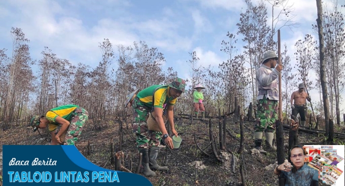 Nugal Tradisi Unik Menanam Padi di Kalimantan Barat!! Satgas Pamtas Ri - Malaysia Yonarmed 10/ Bradjamusti Bantu Warga Tanam Padi di Perbatasan