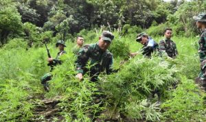 Jalan Kaki 6 jam, Danrem 023/KS Pimpin Prajurit Musnahkan 3 Ha Ladang Ganja di Bukit Tor Sihite