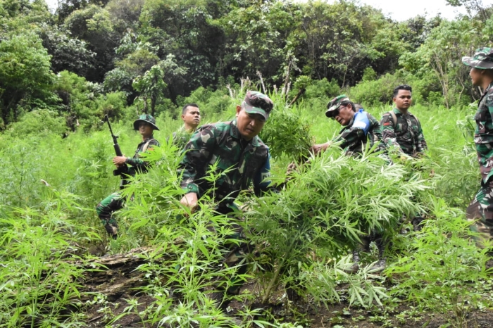 Jalan Kaki 6 jam, Danrem 023/KS Pimpin Prajurit Musnahkan 3 Ha Ladang Ganja di Bukit Tor Sihite