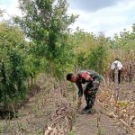 Babinsa Juwangi Dampingi Petani Tingkatkan Swasembada Pangan