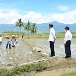 Presiden Jokowi Tinjau Panen Raya di Kabupaten Sigi