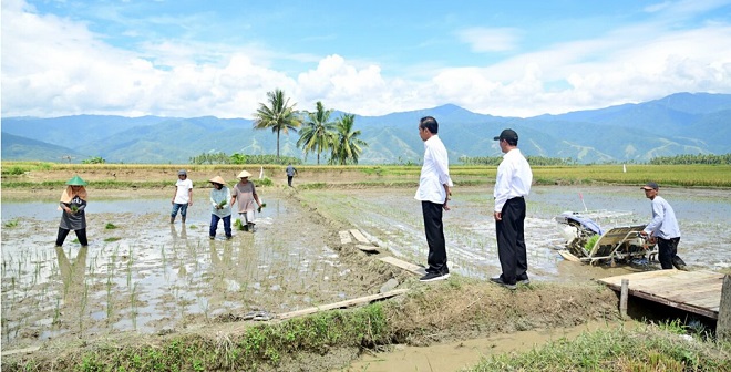 Presiden Jokowi Tinjau Panen Raya di Kabupaten Sigi