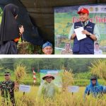 Sekda Kab Tasikmalaya  Panen Padi Organik Bersama Petani di Cipatujah