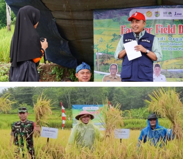 Sekda Kab Tasikmalaya  Panen Padi Organik Bersama Petani di Cipatujah