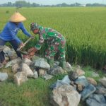 Bersama Warga, Babinsa Plosorejo anggota Koramil 06/Gondang Gotong Royong Bangun Talud Irigasi