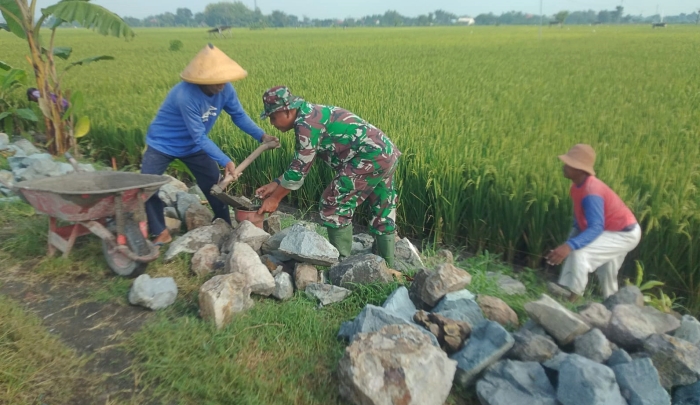 Bersama Warga, Babinsa Plosorejo anggota Koramil 06/Gondang Gotong Royong Bangun Talud Irigasi