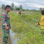 Babinsa Koramil 02/Timika Dampingi Petani Merawat Tanaman Cabe