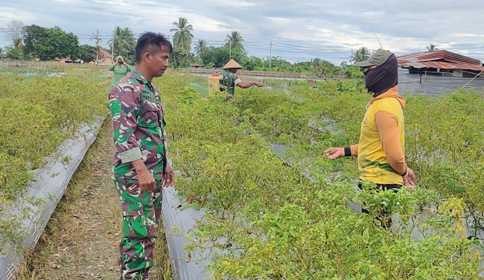 Babinsa Koramil 02/Timika Dampingi Petani Merawat Tanaman Cabe