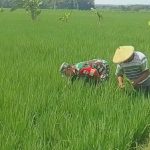 Upsus, Babinsa Desa Purworejo Koramil 15/Gemolong Dampingi Petani Penyiangan Tanaman Padi