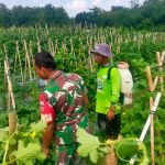 Peduli Dengan Petani Holtikultura, Babinsa  Motivasi  Petani Melon