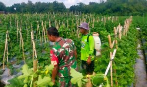 ----- 1 Peduli Dengan Petani Holtikultura, Babinsa Motivasi Petani Melon