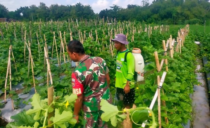 Peduli Dengan Petani Holtikultura, Babinsa  Motivasi  Petani Melon