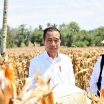 PEDULI PETANI:Tinjau Panen Jagung di Boalemo, Presiden Dorong Peningkatan Produksi dan Kesejahteraan Petani