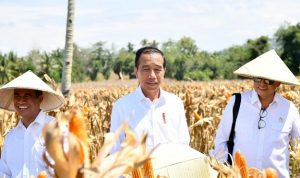 PEDULI PETANI:Tinjau Panen Jagung di Boalemo, Presiden Dorong Peningkatan Produksi dan Kesejahteraan Petani