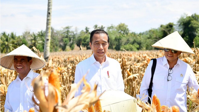 PEDULI PETANI:Tinjau Panen Jagung di Boalemo, Presiden Dorong Peningkatan Produksi dan Kesejahteraan Petani