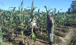 ----- 1 Babinsa Kuala Kencana Laksanakan Komsos dan Pendampingan Kepada Petani