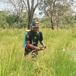 Pasukan Lipan Matikan Gulma dan Rumput, Demi Cetak Sawah Siap Tanam dari Lahan Terbengkalai