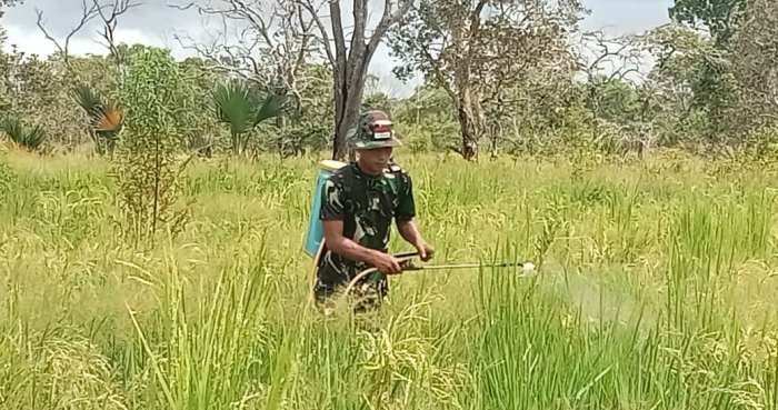 Pasukan Lipan Matikan Gulma dan Rumput, Demi Cetak Sawah Siap Tanam dari Lahan Terbengkalai