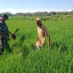 Semakin Dicintai Rakyat, Babinsa Desa Gilirejo Koramil 16/Miri Bantu Petani Penyiangan Rumput