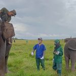 Melihat Perawatan Gajah Sumatera di Pusat Konservasi Padang Sugihan Kab.OKI