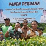 Panen Raya Cabe di OKI Berhasil Tekan Angka Inflasi